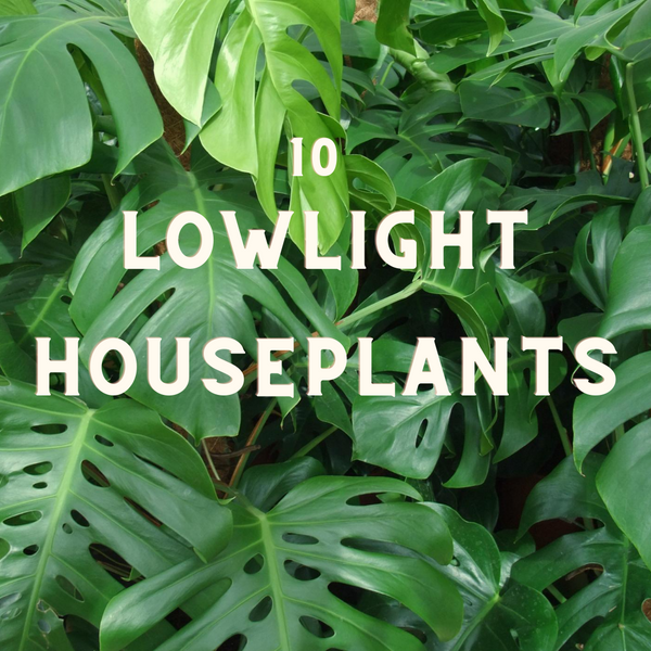 10 Great Low Light Houseplants